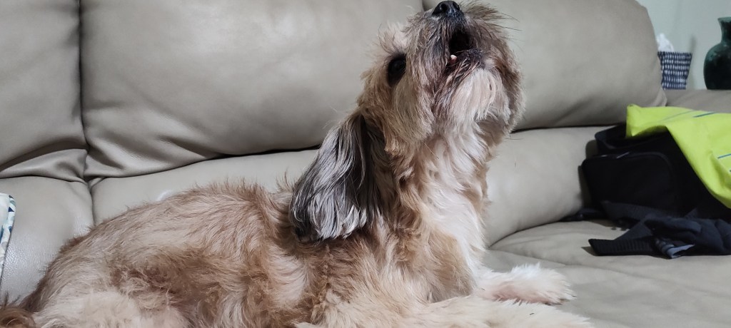 Pets teach us many&nbsp;things.